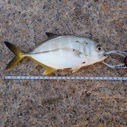 泉佐野周辺　すごい引きでドラグが鳴り23cmのメッキ