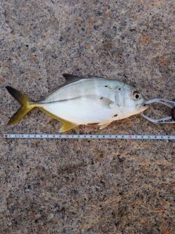 泉佐野周辺　すごい引きでドラグが鳴り23c…