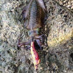 唐尾漁港周辺の地磯でランガンサイトエギング　足で数稼ぎました