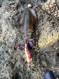 唐尾漁港周辺の地磯でランガンサイトエギング　足で数稼ぎました