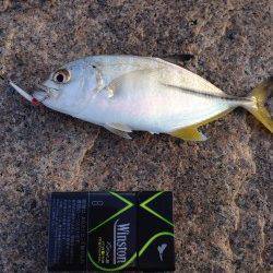 泉佐野　短時間のメッキ狙い釣行　ボイルで良型メッキをキャッチ