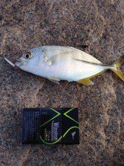 泉佐野　短時間のメッキ狙い釣行　ボイルで良型メッキをキャッチ