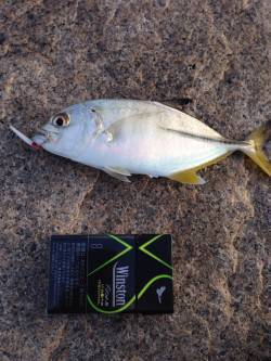 泉佐野　短時間のメッキ狙い釣行　ボイルで良…