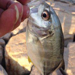 泉佐野周辺　ルアーでのメッキ釣り　