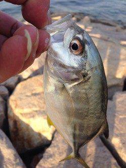 泉佐野周辺　ルアーでのメッキ釣り　