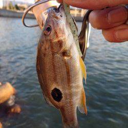 佐野川尻　台風の影響で濁り残るなかカマスが釣れました