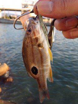 佐野川尻　台風の影響で濁り残るなかカマスが釣れました