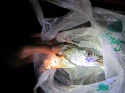 ６時頃から甲子園浜へワインド釣行　すでにタ…