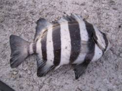 垂水漁港でサビキ&エギング　アオリ…