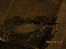 垂水漁港にてエギングでアオリイカ　暗くなる…