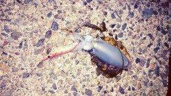 養老　朝から夜までのエギングは終盤にアオリ1パイ