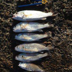 グチ狙いとキスの大型を求めて播磨新島の赤灯台へ