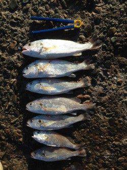 グチ狙いとキスの大型を求めて播磨新島の赤灯台へ