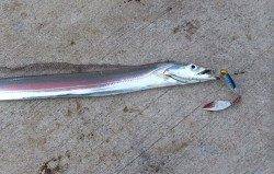 南港タチウオ攻略 ワインド→メタルジグ→スピンテールジグ→バイブレーション