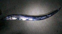 コスモで皆既月食を堪能しながらタチウオワインド釣行