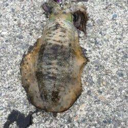 和歌浦漁港　エギングでなかなかのサイズのアオリイカ♪　台風後も期待(*^^*)