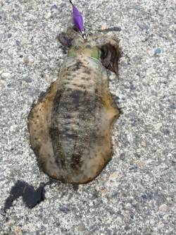 和歌浦漁港　エギングでなかなかのサイズのア…