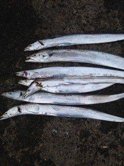 助松埠頭　倉庫前にてタチウオ　ウキ釣りで４本ゲッターで3本でした