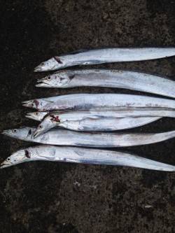 助松埠頭　倉庫前にてタチウオ　ウキ釣りで４…