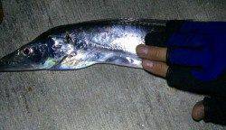 コスモで皆既月食を堪能しながらタチウオワインド釣行