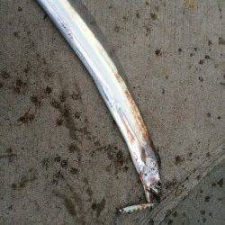 南港タチウオ攻略 ワインド→メタルジグ→スピンテールジグ→バイブレーション