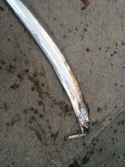 南港タチウオ攻略 ワインド→メタルジグ→スピンテールジグ→バイブレーション