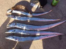 大阪南港、ルアーで太刀魚狙い　ワインド＆バ…