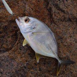 りんくう ルアーでメッキゲーム楽しめます☆