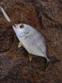 りんくう ルアーでメッキゲーム楽しめます☆