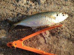 本荘ケーソン・白灯台にてタチウオ狙い　廻りが渋くアジのみでした…