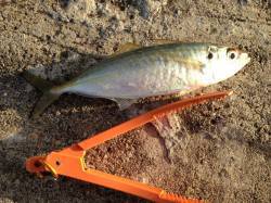 本荘ケーソン・白灯台にてタチウオ狙い　廻り…