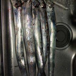 武庫川一文字　ワインドで5本のタチウオゲット