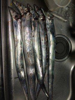 武庫川一文字　ワインドで5本のタチウオゲット