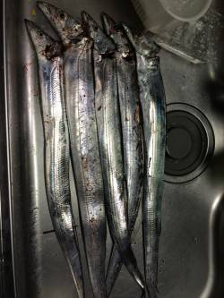 武庫川一文字　ワインドで5本のタチウオゲッ…