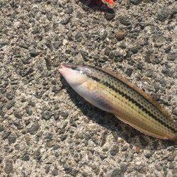 淡輪漁港の少し横の堤防でフカセ釣り〜木っ端グレ・ベラ・チヌ　