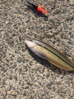 淡輪漁港の少し横の堤防でフカセ釣り〜木っ端グレ・ベラ・チヌ　