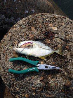 泉佐野　昨日に続きロックフィッシュでメッキ狙い　アイブリの姿も