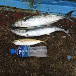 朝5:00便で武庫一へ　サゴシ・アジゲット…