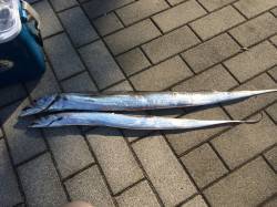 コスモにてタチウオ　ワインドで指4本、バイ…