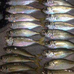 箱作にてアジング　台風後の強風の中、活性が良くバイト多かったです♪