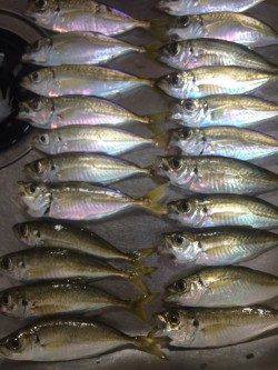 箱作にてアジング　台風後の強風の中、活性が良くバイト多かったです♪