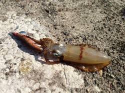 養老　エギングでアオリイカ胴長18cmいい…