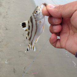 江井ヶ島　朝の青物狙いは不発　引き釣りは色々なアタリが