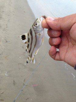 江井ヶ島　朝の青物狙いは不発　引き釣りは色々なアタリが