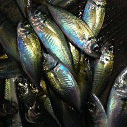 播磨新島入口付近　サビキで中サバ連続ゲット、アジも二連、三連ラッシュ！