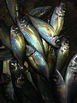 播磨新島入口付近　サビキで中サバ連続ゲット、アジも二連、三連ラッシュ！