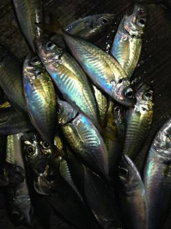 播磨新島入口付近　サビキで中サバ連続ゲット…