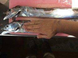 出勤前の短時間釣行　メタルジグで太刀魚！