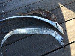 南港周辺で出勤前釣行　バイブレーションで探り太刀魚2本とエソ1匹