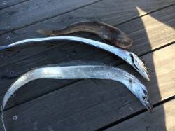 南港周辺で出勤前釣行　バイブレーションで探…